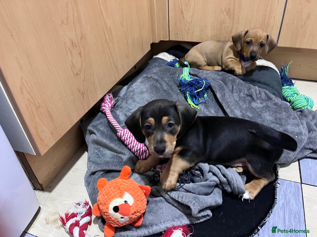 Mixed Breed dogs for sale: 15 week old boy jaxdax , last of the litter of 5  - Image 10