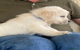 Golden Retriever dogs for sale: Fabulous golden retriever puppies  - Image 7