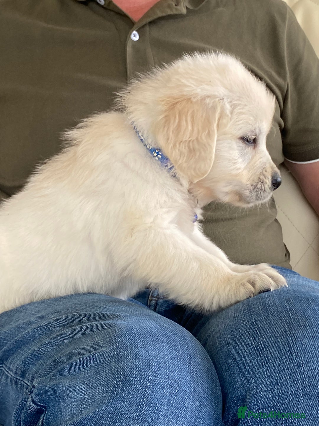 Golden Retriever dogs for sale: Fabulous golden retriever puppies  - Image 7