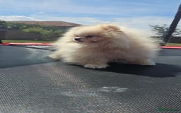 Pomeranian dogs for sale: Adorable Pomeranian Boy Puppy for Sale! - Image 8