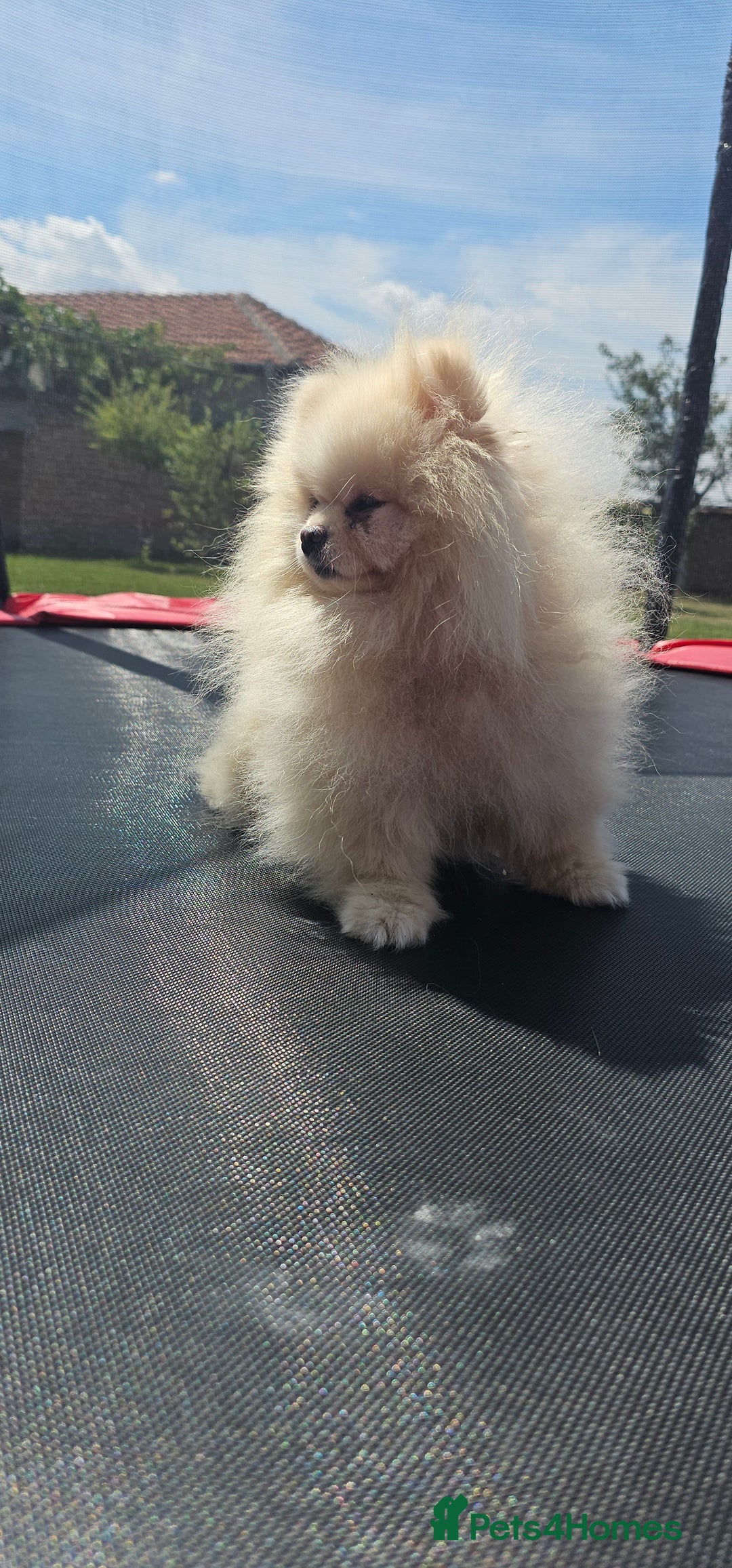 Pomeranian dogs for sale: Adorable Pomeranian Boy Puppy for Sale! - Image 8