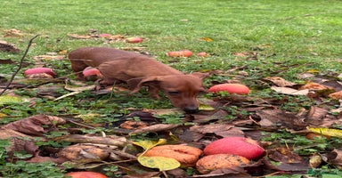 Miniature Dachshund dogs Pixie: The Little Dog Who Escaped the Darkness - Advert 8