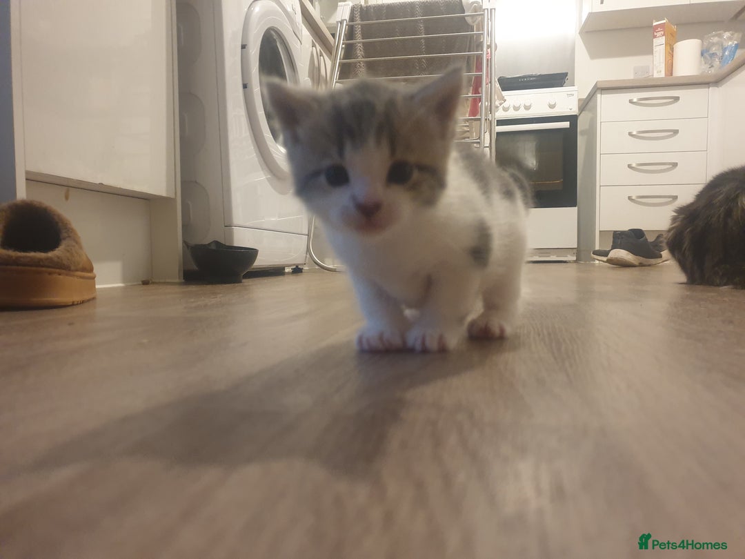 Russian Blue cats for sale: Beautiful male kitten  - Image 3