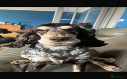 Cocker Spaniel dogs for sale: KC Registered Cocker Spaniels - Blue Roan - Image 2