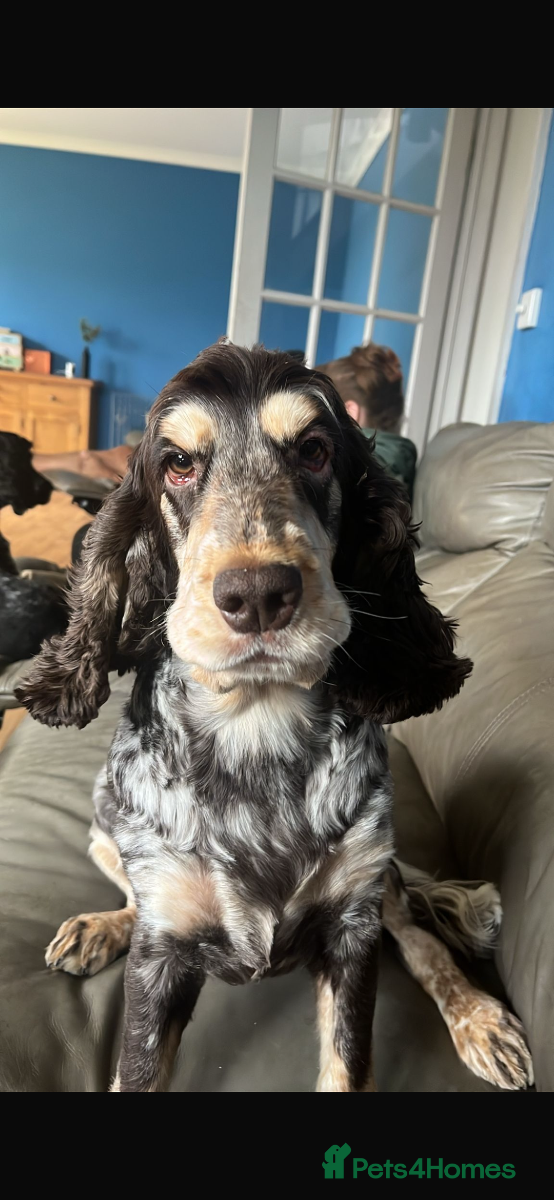 Cocker Spaniel dogs for sale: KC Registered Cocker Spaniels - Blue Roan - Image 2