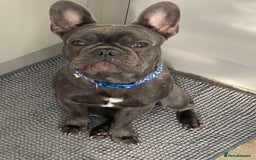 French Bulldog dogs for sale: 10 month Male French bulldog.  - Image 1