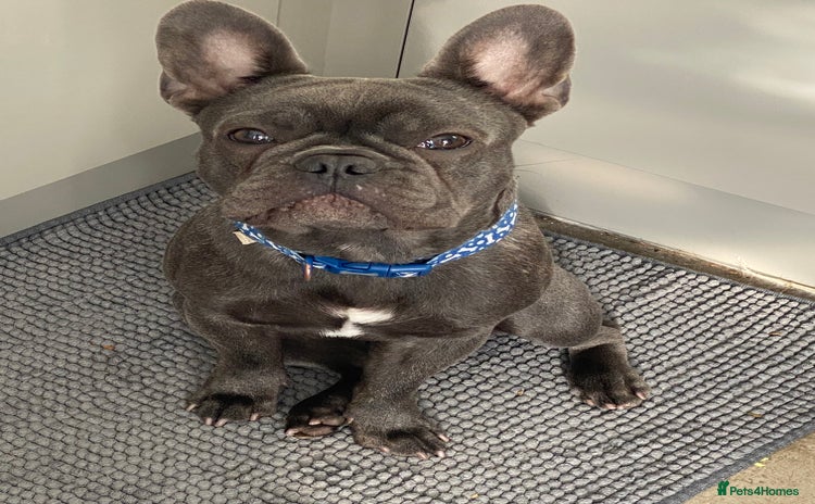 French Bulldog dogs - Advert 1