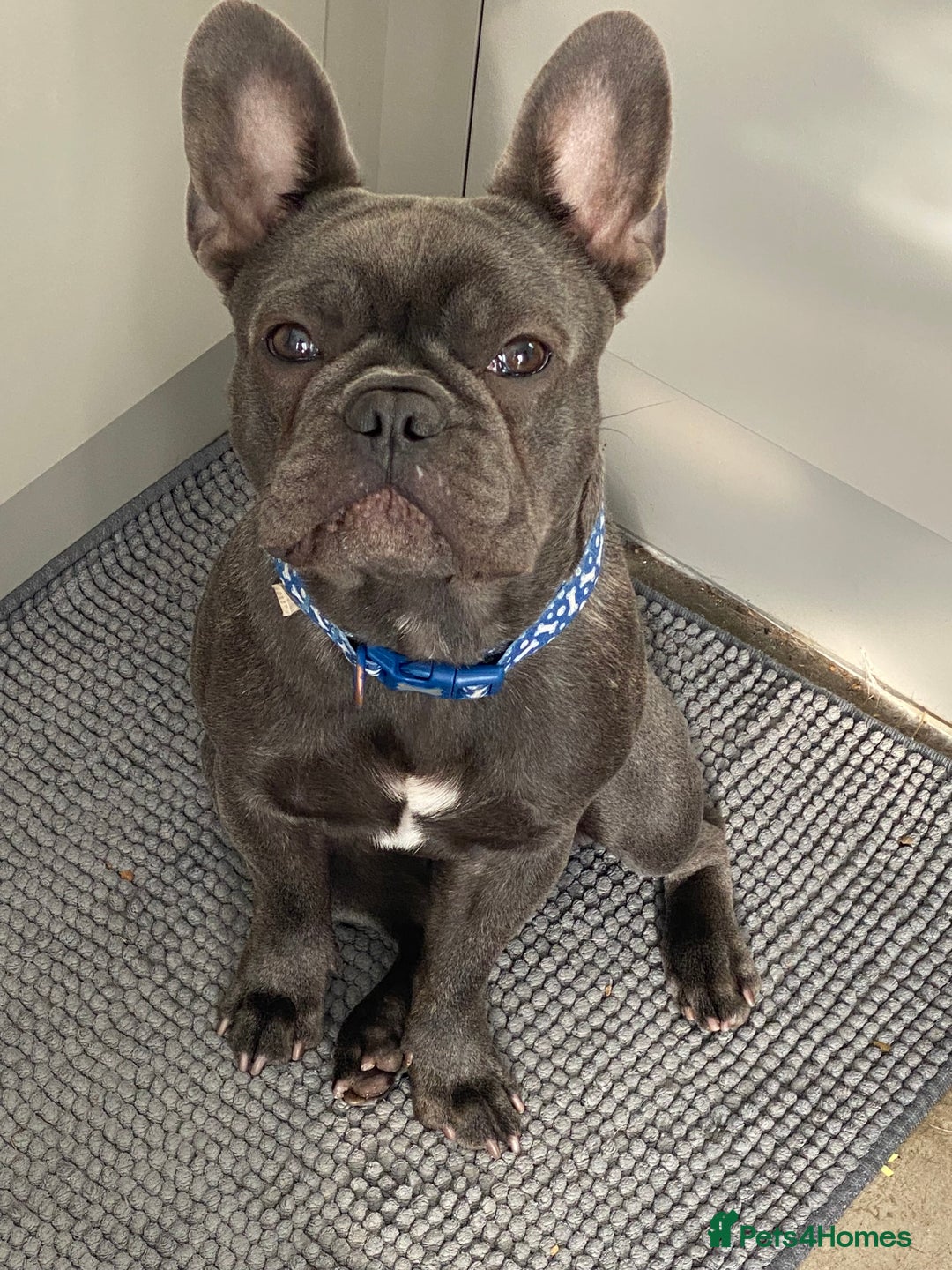 French Bulldog dogs for sale: 10 month Male French bulldog.  - Image 1