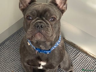 French Bulldog dogs - Advert 22