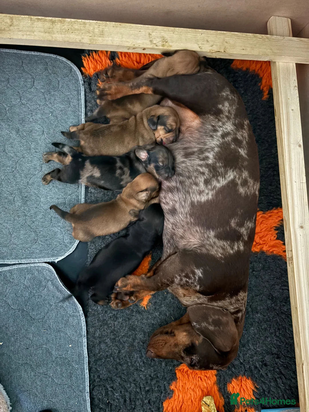 Dachshund dogs for sale: Miniature dachshund puppies in Sunbury-on-Thames - Advert 1