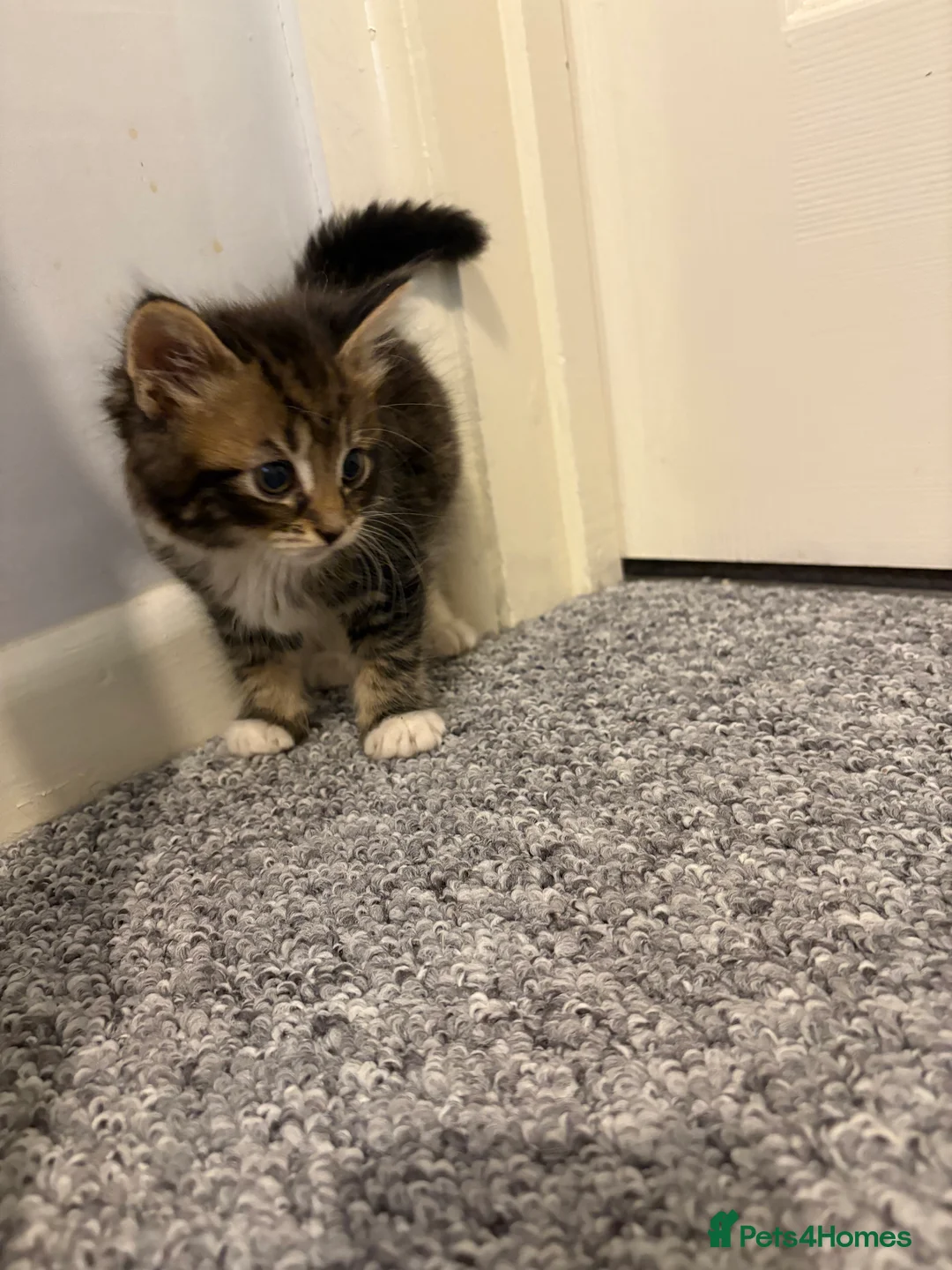 Mixed Breed cats for sale: 2 female kittens - Advert 7