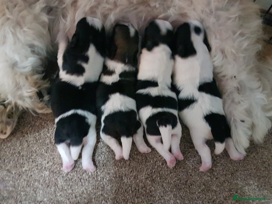 Shih Tzu dogs for sale: Shihtzu puppies  - Image 9