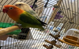 Lovebirds birds for sale: Beautiful Pair of Opaline fischer Lovebirds - Image 1