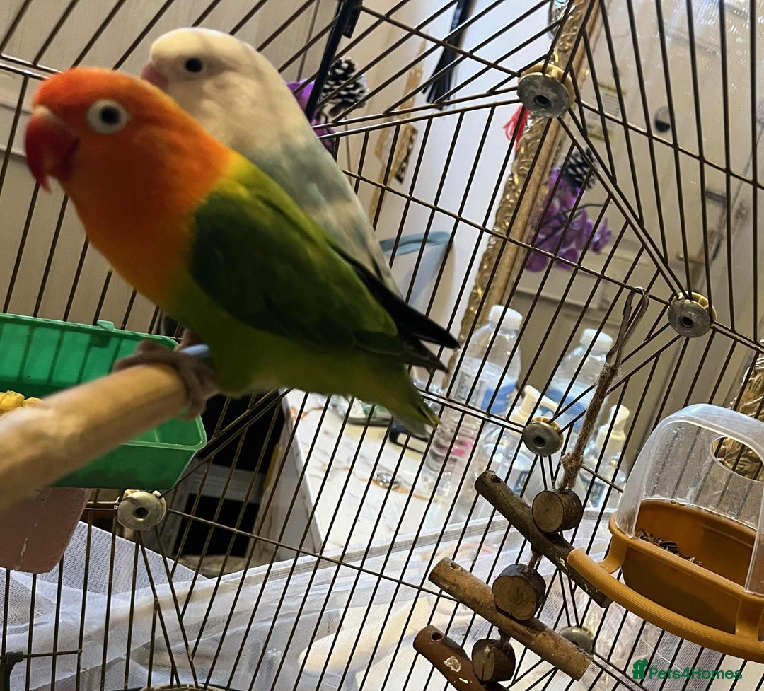 Lovebirds birds for sale: Beautiful Pair of Opaline fischer Lovebirds - Image 1