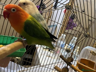 Lovebirds birds - Advert 35