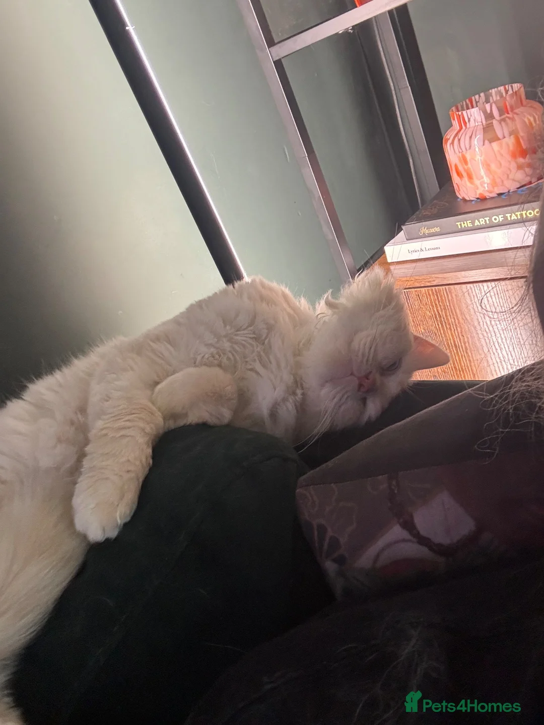 Ragdoll cats for sale: Male ragdoll - Advert 3