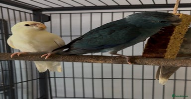 Parakeets birds - Advert 12