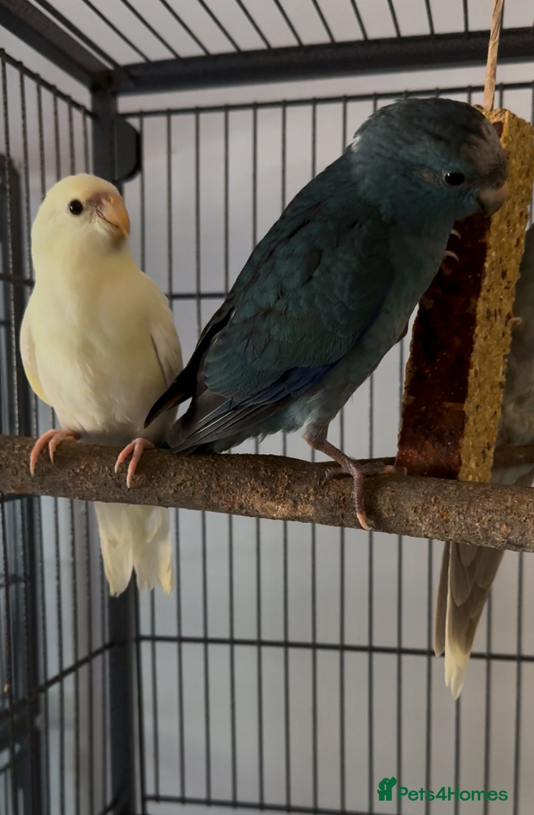 Parakeets birds for sale: Kakarikis ready to go 1 male 2 female - Image 2