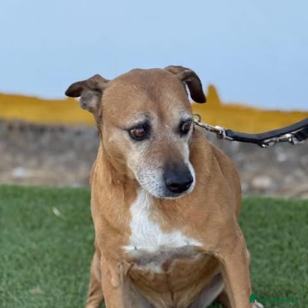 Mixed Breed dogs for adoption: REX - 🆘 Please don’t let me die in the kennels.  - Image 3