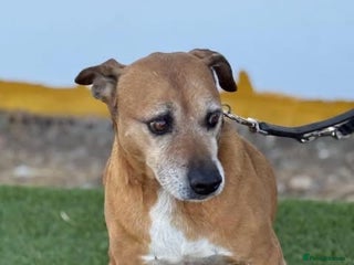 Mixed Breed dogs - Advert 9