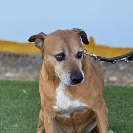 Mixed Breed dogs Please offer an old dog a warm home 🏠 - Advert 13