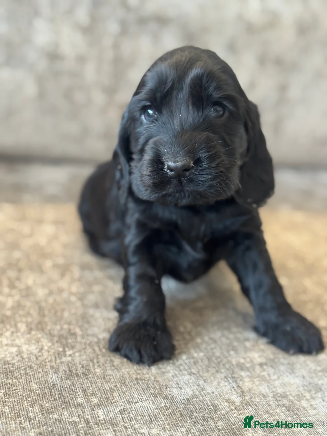 Cocker Spaniel dogs for sale: 100% SHOWTYPE KC REG FROM HEALTH TESTED PARENTS  - Advert 9