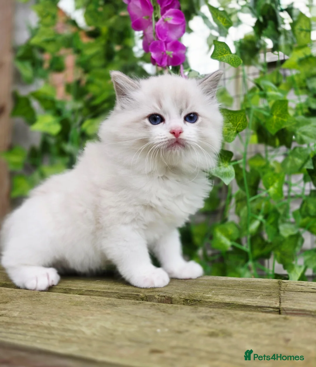Ragdoll cats for sale: 5 amazing European babies.  Tica registered  - Advert 13