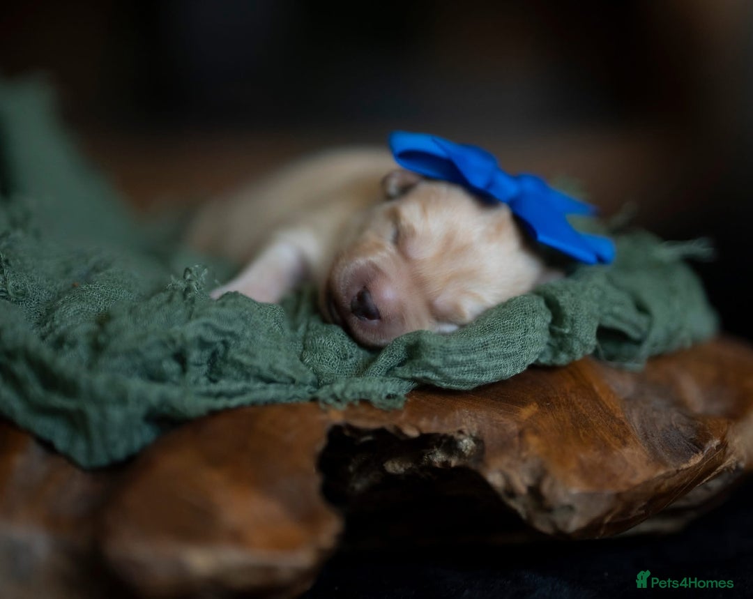 Labrador Retriever dogs for sale: Chunky KC Registered Labrador puppies - Image 6