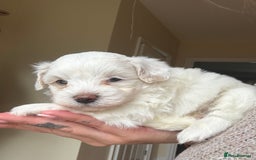 Maltipoo dogs for sale: Maltipoo - Image 6