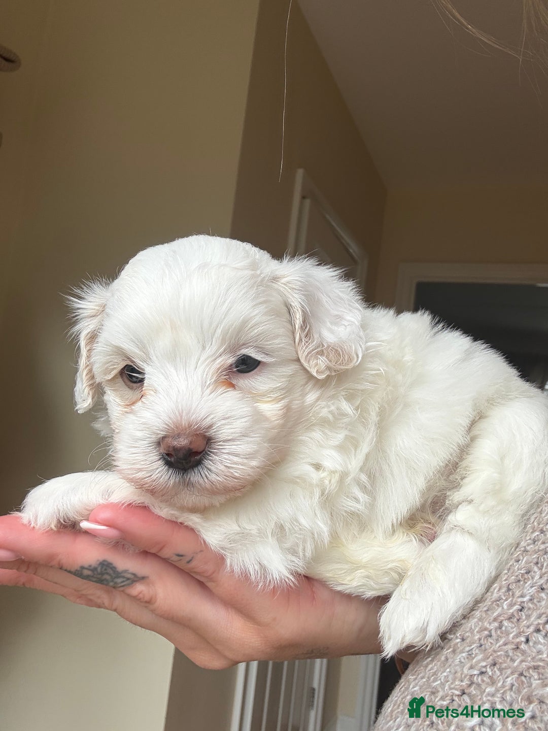 Maltipoo dogs for sale: Maltipoo - Image 6