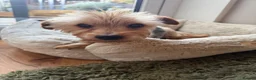 Yorkshire Terrier dogs for sale: 🌼 YORKSHIRE TERRIER GIRL FOR SALE 🌼  in Doncaster - Advert 3