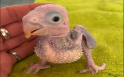 Parakeets birds for sale: Proven pair of Alexandrine  - Image 6