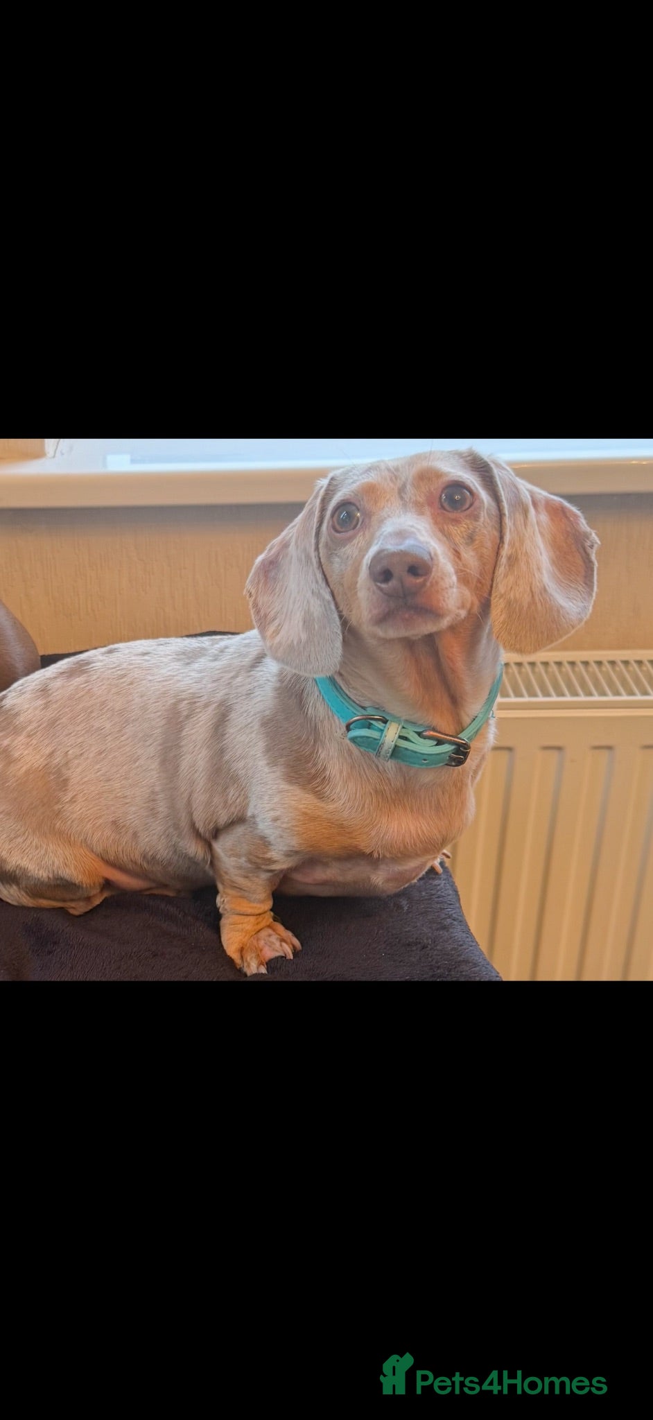 Miniature Dachshund dogs Meet Brian - Advert 1