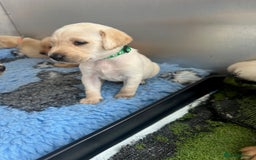 Labrador Retriever dogs for sale: Stunning Working bred yellow Labs Raised in home - Image 4