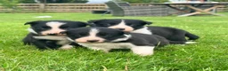 Border Collie dogs for sale: 2 Beautiful Collie Dogs for sale  - Advert 7