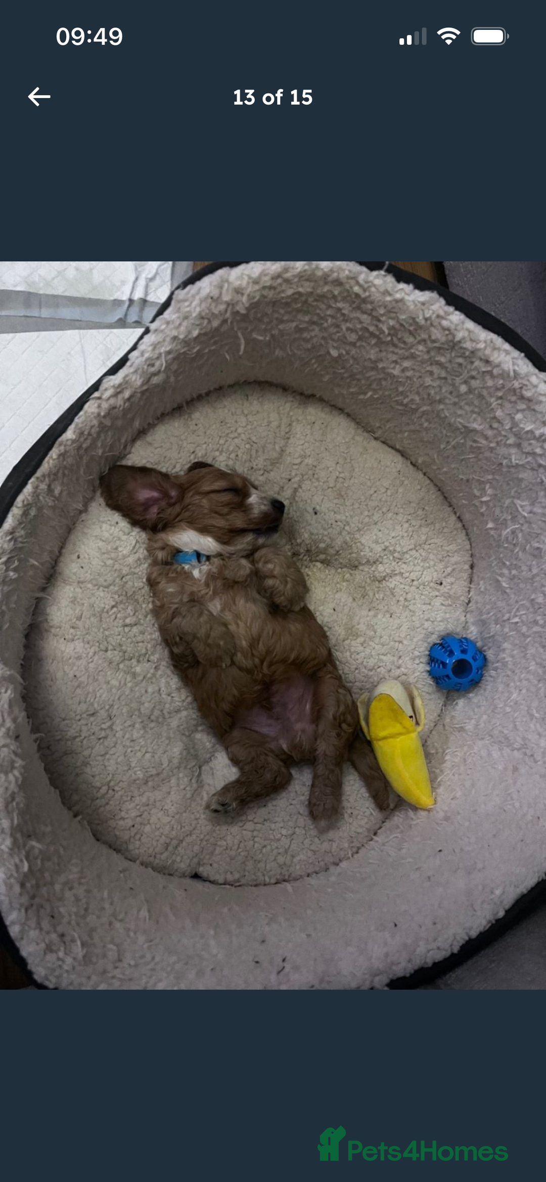 Cockapoo dogs for sale: F2 cockapoo puppies available  - Advert 11