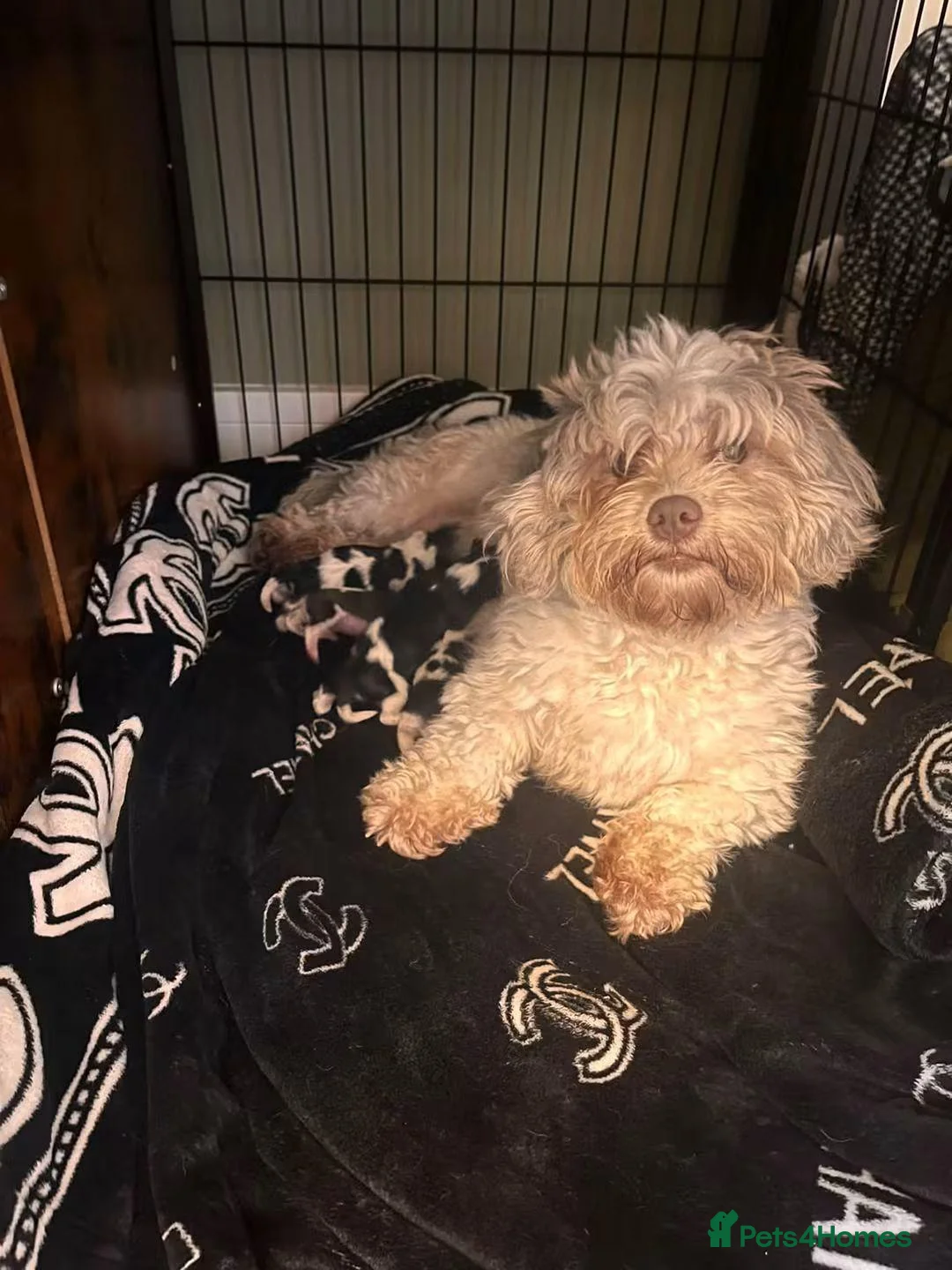 Shihpoo dogs for sale: Beautiful shihpoo puppies - Advert 1