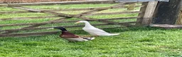 Ducks poultry for sale: Runner duck eggs  - Advert 2