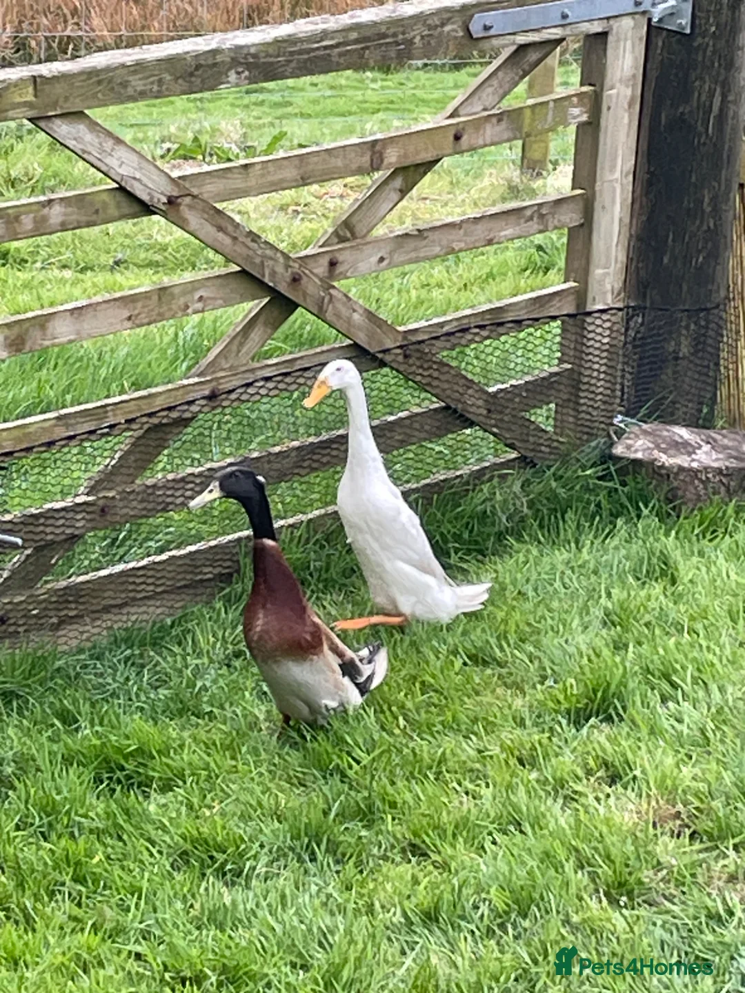 Ducks poultry for sale: Runner duck eggs  - Advert 2