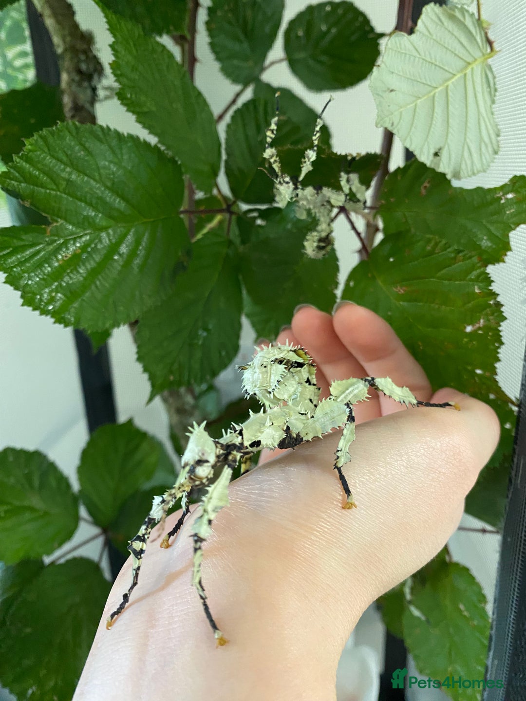 Stick Insects invertebrates for sale: Rare Lichen Morph Giant Prickly Stick Insects X5 - Image 4
