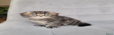 Scottish Fold Kitten 4
