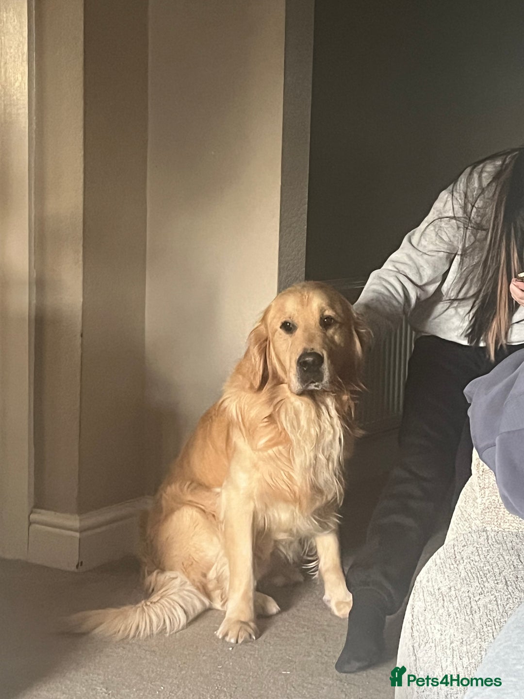 Golden Retriever dogs for sale: 2 year old kc registered male  - Advert 3