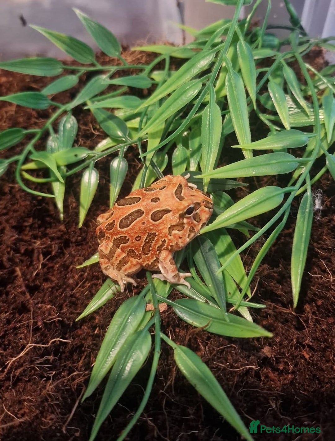 Frog reptiles for sale: 4 pacman frogs - Advert 4