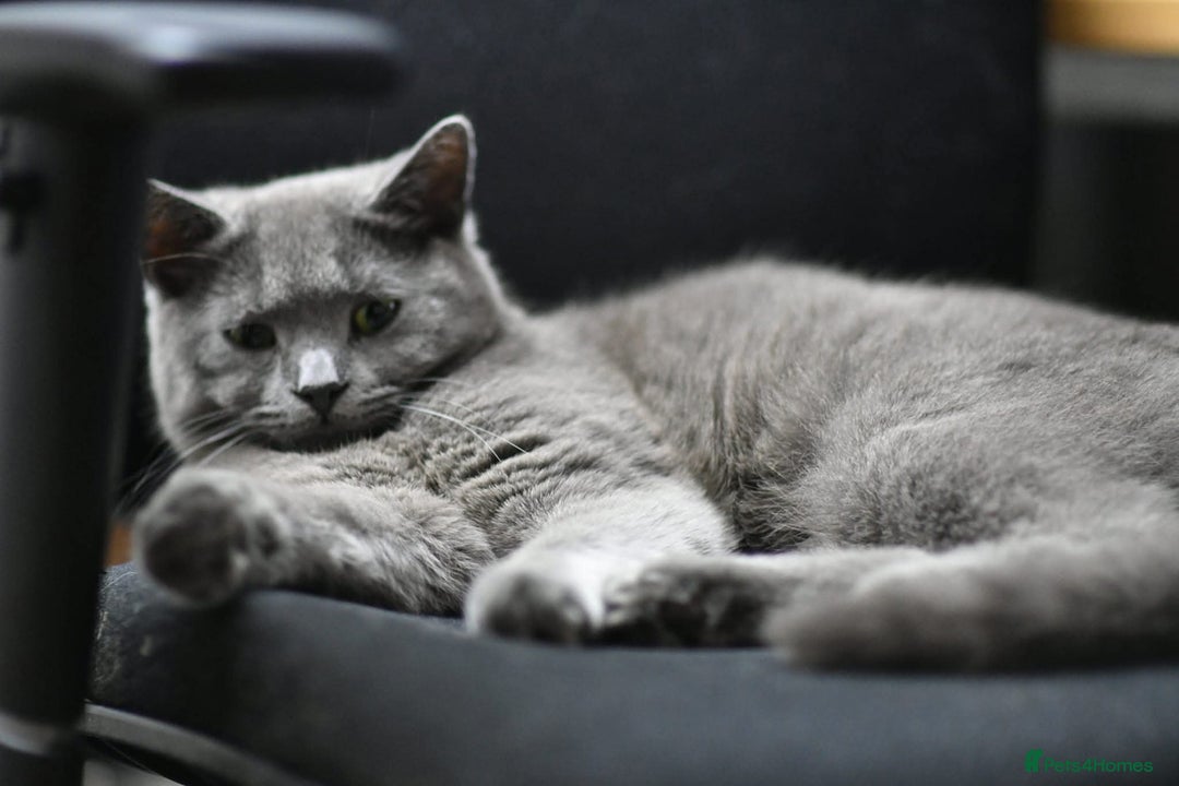 Mixed Breed cats for sale: Two young adult boys -oriental and brit lookalike - Advert 2