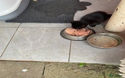 British Shorthair cats for sale: British short hair female kitten  - Image 4
