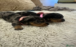 Dachshund dogs for sale: Beautiful silver dapple mini dachshund puppies! 🐾 - Image 14