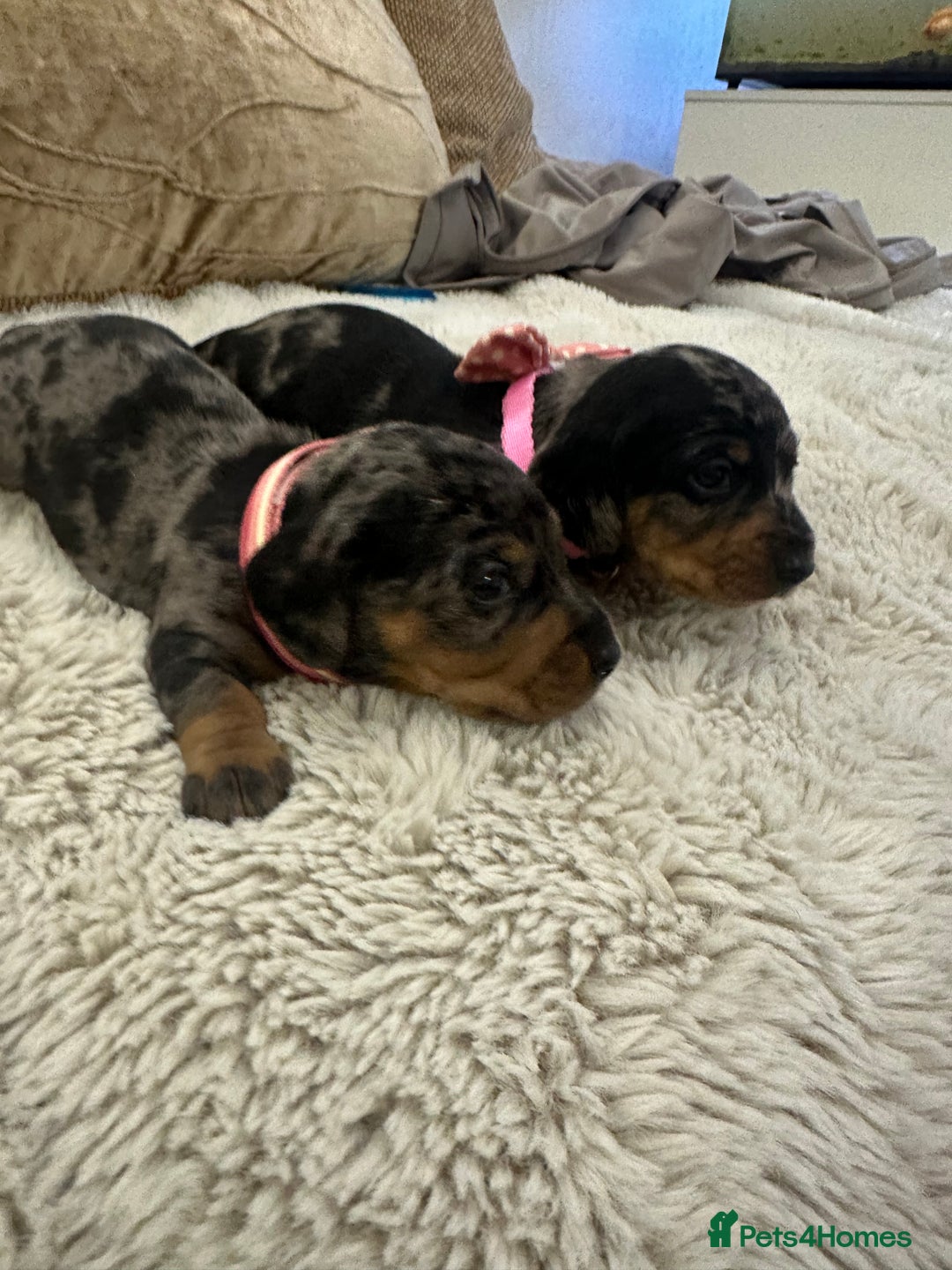 Dachshund dogs for sale: Beautiful silver dapple mini dachshund puppies! 🐾 - Image 14