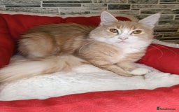 Maine Coon cats for sale: Maine coon kittens 'PuuureLove'  - Image 16