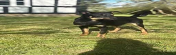 Australian Kelpie dogs for sale: Kelpie pups for sale  - Advert 8