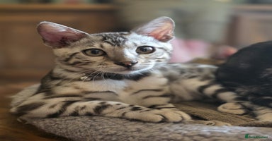 Bengal cats - Advert 6